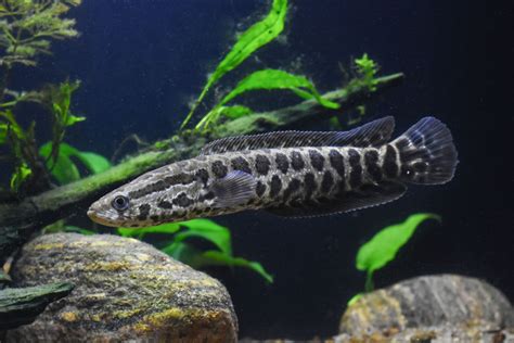 The Northern Snakehead Fish Is Invasive Aggressive And Can Survive