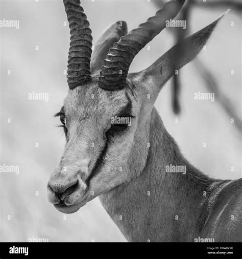 Springbok Head Black And White Stock Photos And Images Alamy