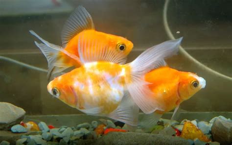 How do Goldfish Mate? Guide for Beginners - AquariumNexus