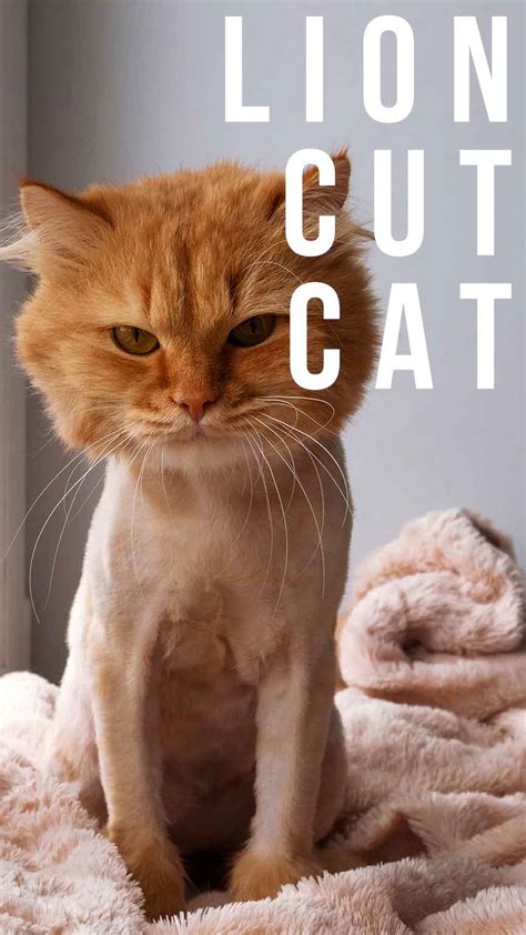 Lion Cut Cat - Fun And Practical Grooming Technique, Or Big Mistake?