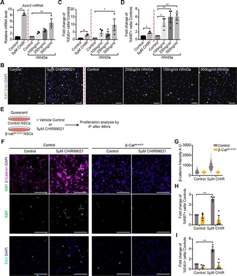 Reactivation Of Quiescent NSCs By CHIR99021 Treatment Is Dependent On