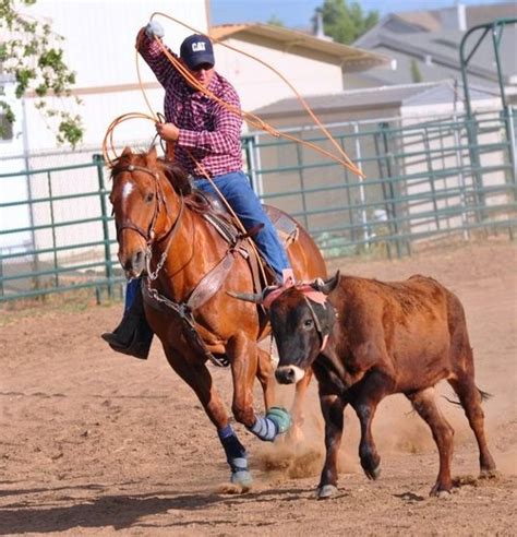 23 best images about Roping on Pinterest | Cattle, Saddles and Barrel ...