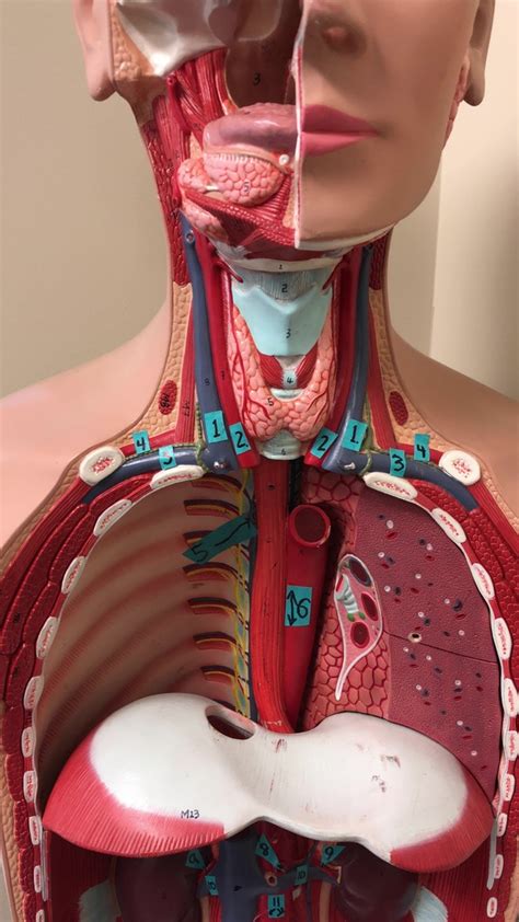 Torso Model Blood Vessels Diagram Quizlet