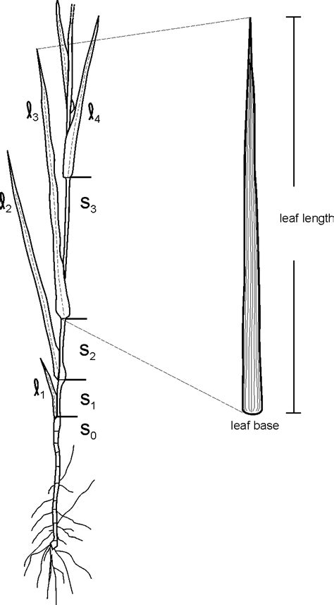 Architecture Of A Typical Spartina Foliosa Stem Leaves Display A