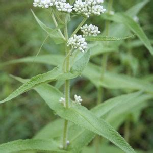 Boneset Seeds Eupatorium Perfoliatum Organic Etsy