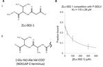 Frontiers Efficient Binding Of The NOS1AP C Terminus To The NNOS PDZ