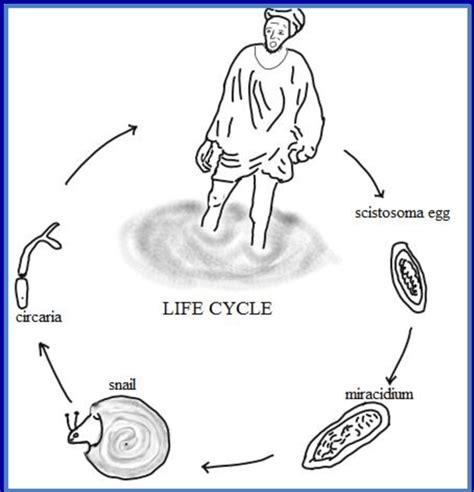 Bilharzia Parasite Life Cycle