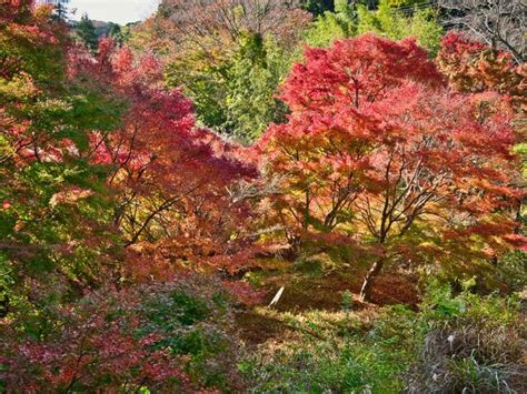 日帰り？宿泊？関東エリアの秋の紅葉ドライブおすすめスポット10選 Tripaトリパ｜旅のプロがお届けする旅行に役立つ情報