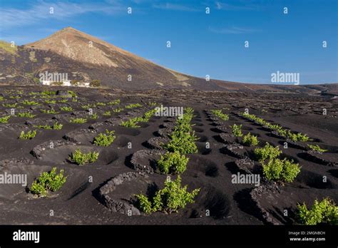 El viñedo de La Geria en la isla de Lanzarote Islas Canarias La