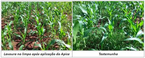 Ihara Lan A Tecnologia In Dita No Brasil Para Manejo De Plantas