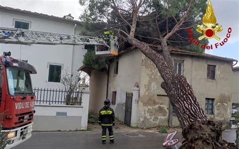 Colpito Da Un Ramo Che Stava Tagliando Nel Terreno Di Famiglia 26enne