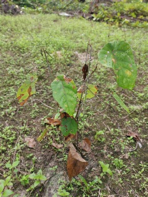 Planta Silvestre De Macaranga Tanarius En La Plantaci N