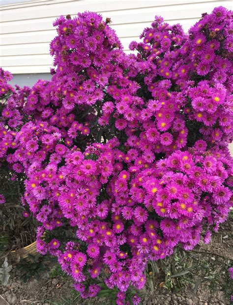 Asters - Gardening at USask - College of Agriculture and Bioresources