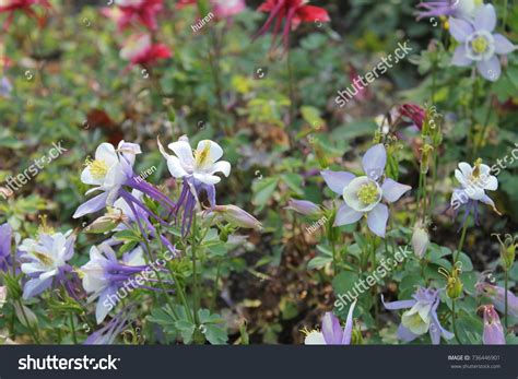 Columbine Garden Stock Photo (Edit Now) 736446901