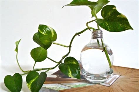 bunga  air  koleksi gambar