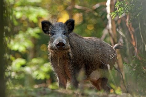 Afrikanische Schweinepest Fragen Und Antworten Jagdfakten At