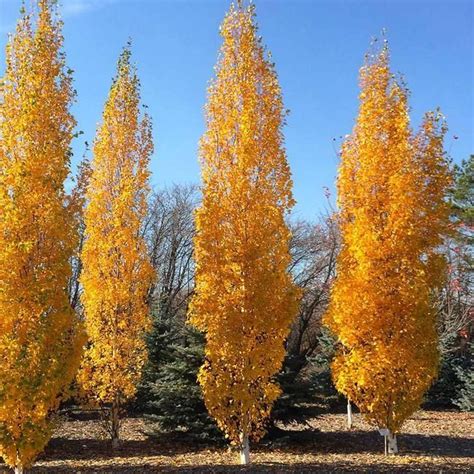 tall skinny columnar trees  landscaping