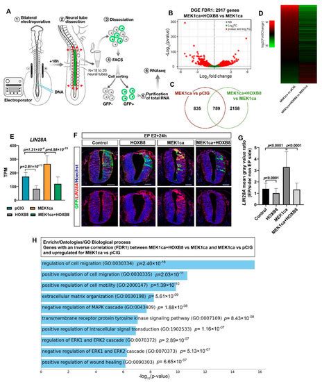 Ijms Special Issue Hox Genes In Development And Disease