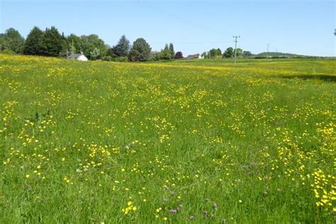 Buttercups In Field Philip Halling Geograph Britain And Ireland