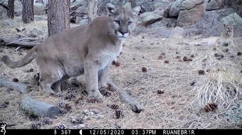 Prop 127 Colorado Voters Projected To Reject Ban On Hunting Mountain Lions