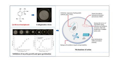 Antifungal Activity And Action Mechanisms Of Di Tert Butylphenol