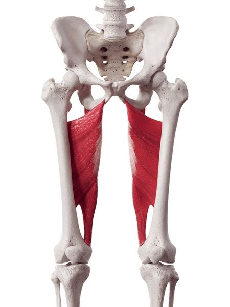 Adductor Brevis Muscle