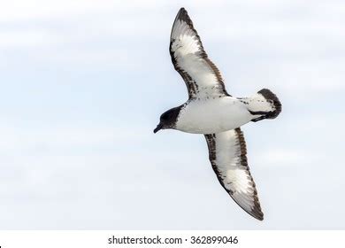 1,739 Petrel Antarctica Images, Stock Photos, 3D objects, & Vectors ...