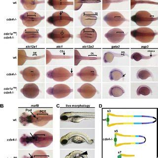 The Zebrafish Pronephric Nephrons Consist Of Multiple Tubule Segments