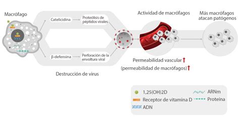 Correlaci N Entre Vitamina D Y Covid Mindray