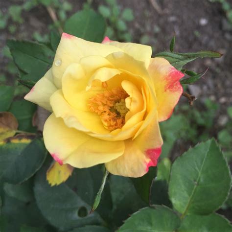 13 Best Yellow Climbing Roses For Your Garden Song Of Roses