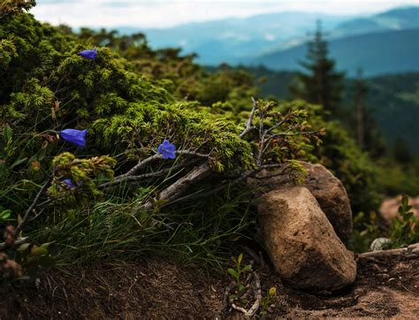 Plants near Stone Wall · Free Stock Photo