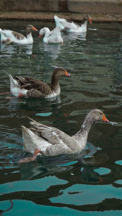 Several Ducks Are Swimming In The Water Together