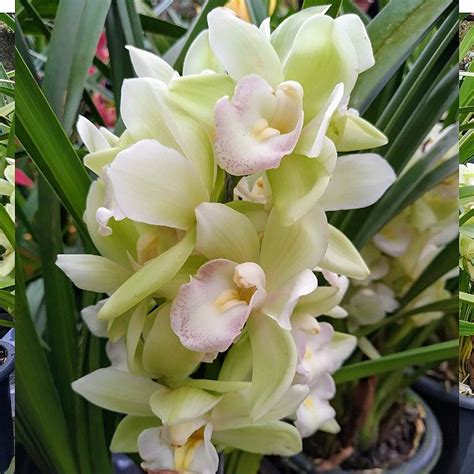 Topo Imagem Orqu Dea Cymbidium Verde Br Thptnganamst Edu Vn