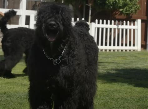 Unraveling the Mystique of the Black Russian Terrier Breed