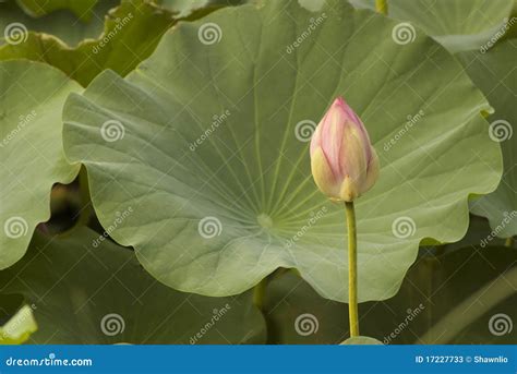 Lotus bud stock image. Image of close, green, plant, botany - 17227733