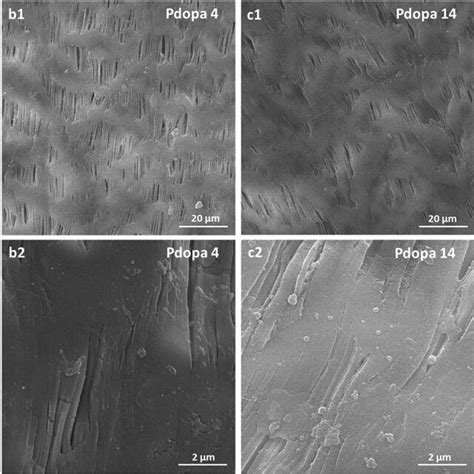 Scanning Electron Microscopy Images Of Pdopa Modified Ptfe Hfms At