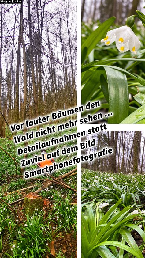 Vor Lauter B Umen Den Wald Nicht Mehr Sehen Detailaufnahmen Statt