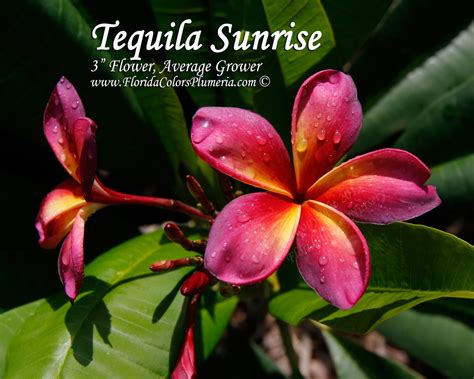 Tequila Sunrise Grafted With Roots Plumeria Plumeria By Florida