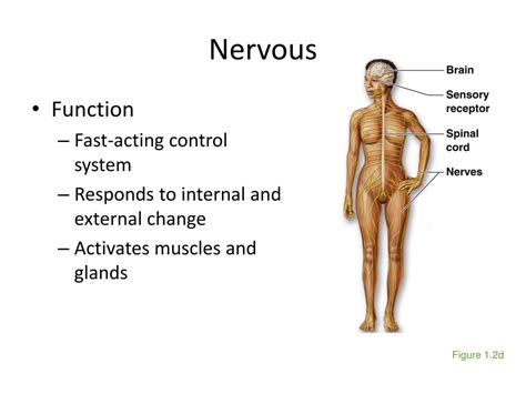 Ppt Chapter 1 The Human Body An Orientation Powerpoint Presentation Id 1893457