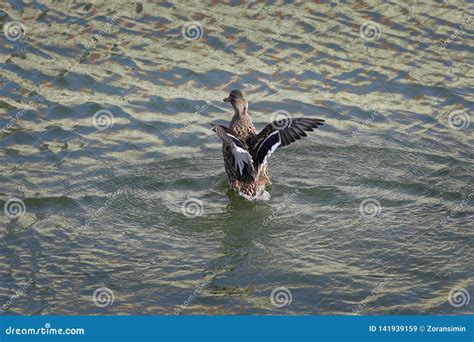 Adult Duck In River Or Lake Water Stock Image Image Of Nature Bird