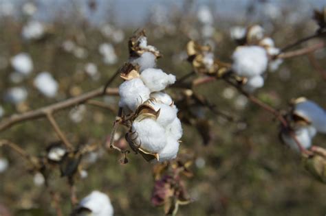 In Pakistan I Contadini Coltivano Cotone Bio Con Uniniziativa Di Primark