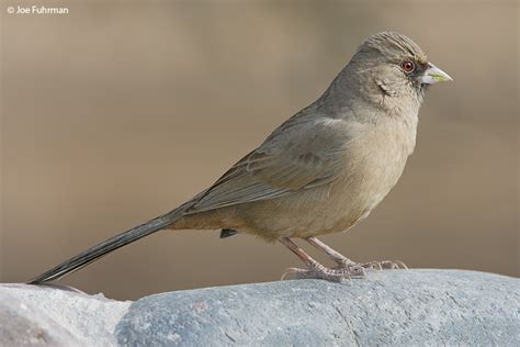 Abert’s Towhee – Joe Fuhrman Photography