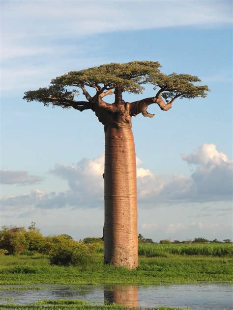 Most Beautiful Photos: Amazing African Baobab Tree