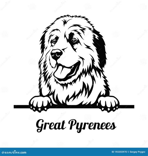 Great Pyrenees Dog Breed Cartoon Retro Drawing Stock Photo ...