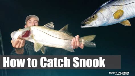 How To Catch Snook Live Bait Jigs Youtube