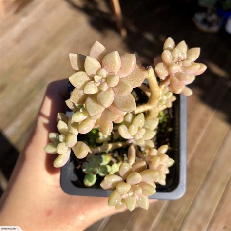 Succulent Graptopetalum Mirinae Trade Me Succulents Trees To