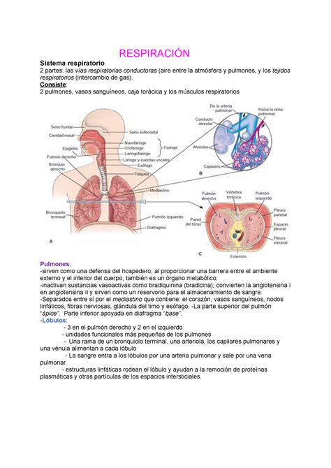 Cap Tulo Porth Fisiopatolog A Estructura Y Funci N Del Sistema