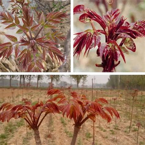 chinese toon toona sinensis vegetable seeds gardenersbasicseeds