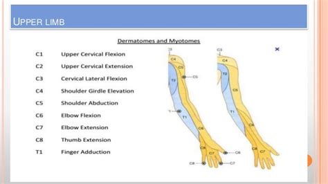 Dermatomes And Myotomes