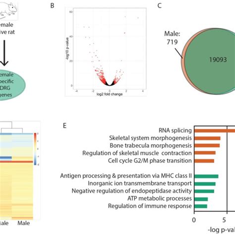 Sex Differences Of Gene Expression In The Dorsal Root Ganglia Drg